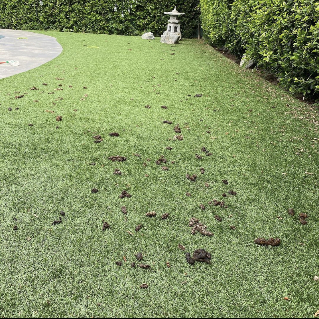 Texas Dog Waste Services - Photo 4