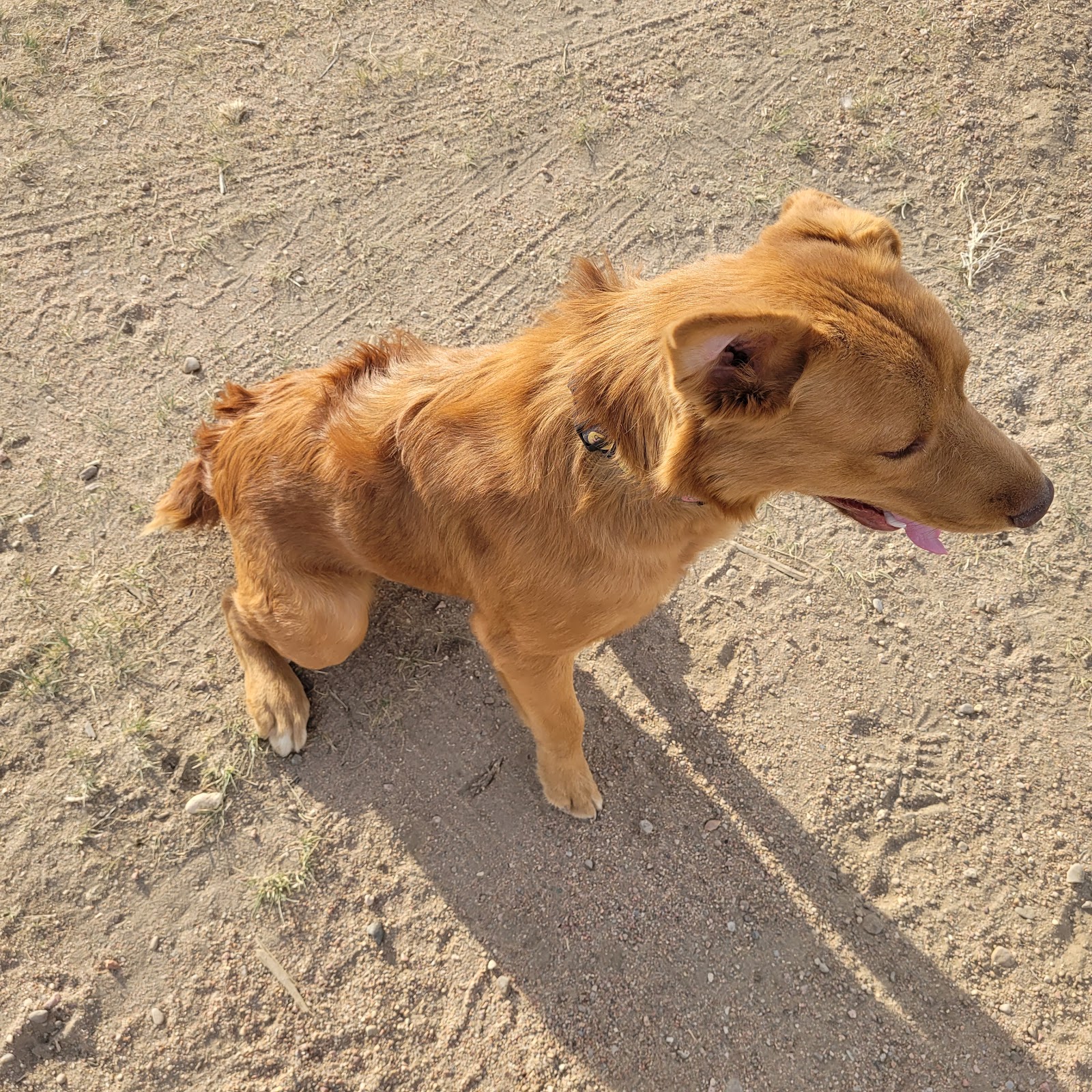 Original Poop Scoop LLC