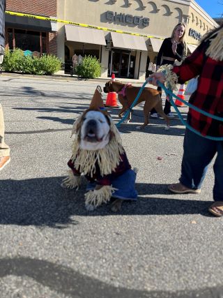 Poo Squad Bridgewater - Photo 3