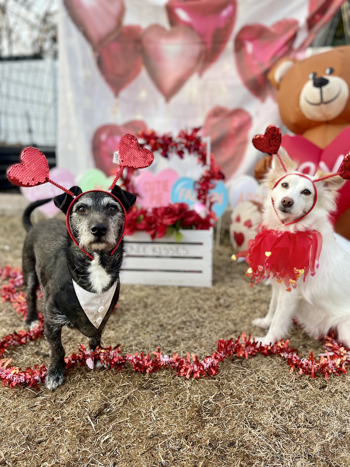 Scoopy Doo Dog Waste Removal - Photo 3