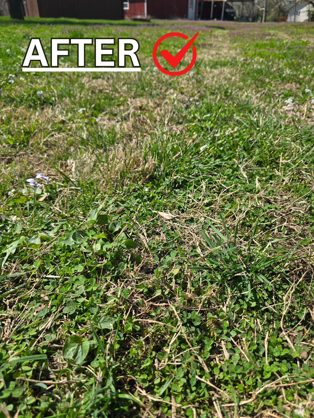 Clean Paws Scoop Service