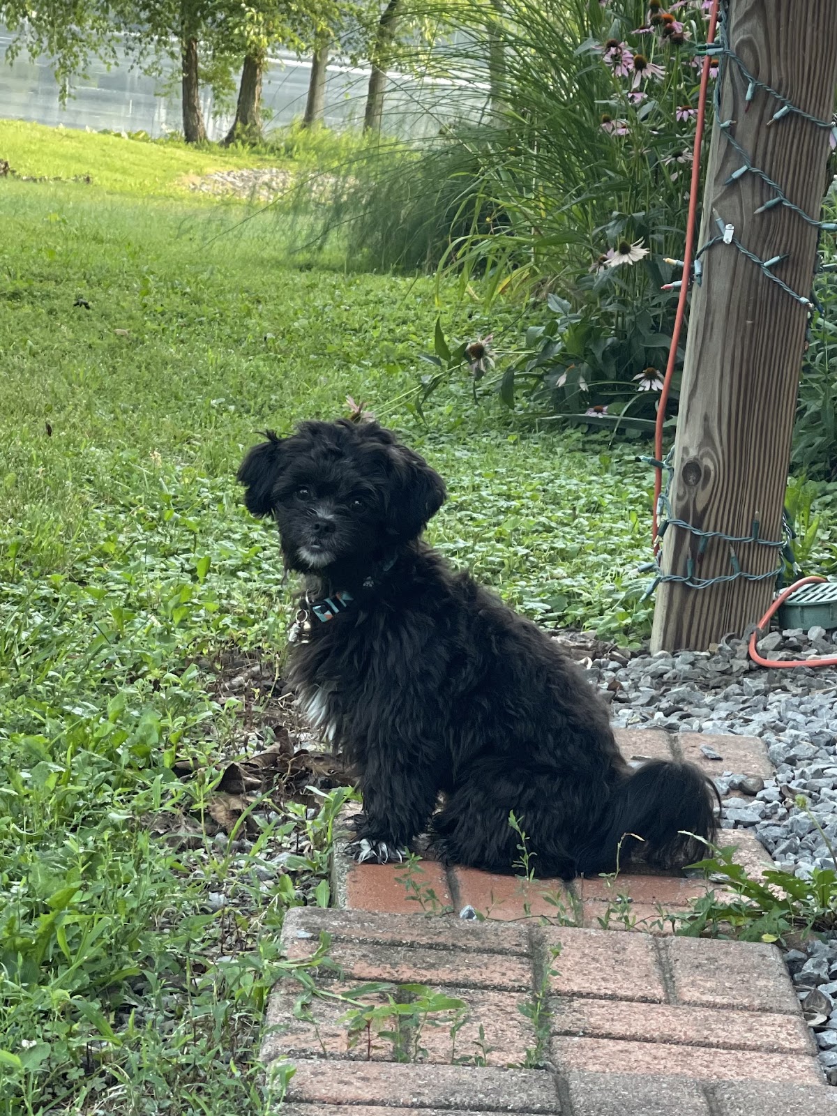 Clean Paws Scoop Service - Photo 2