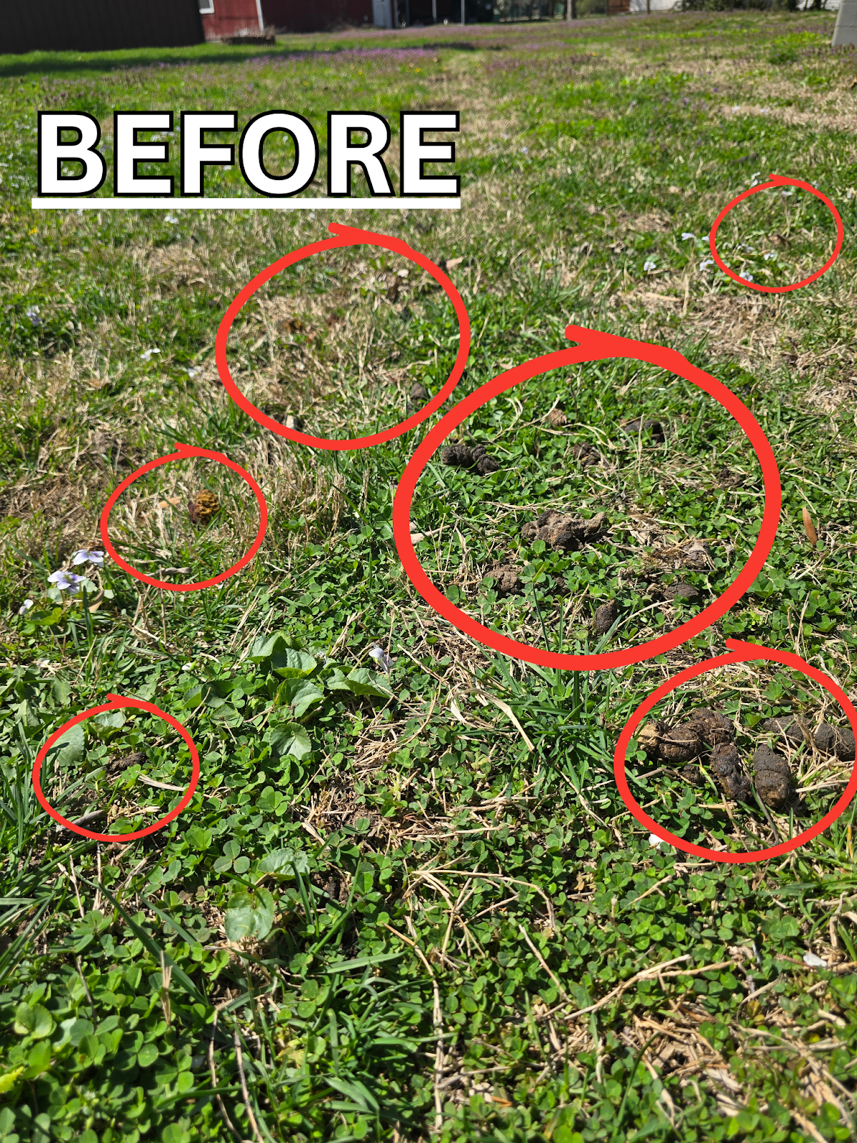 Clean Paws Scoop Service - Photo 4