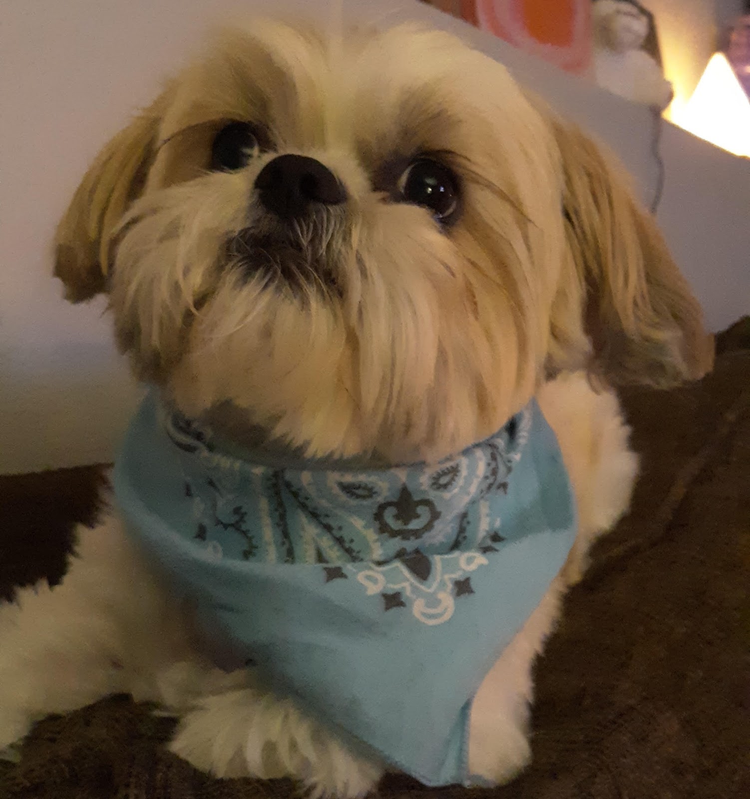 In the Line of Doody Pet Waste Removal LLC