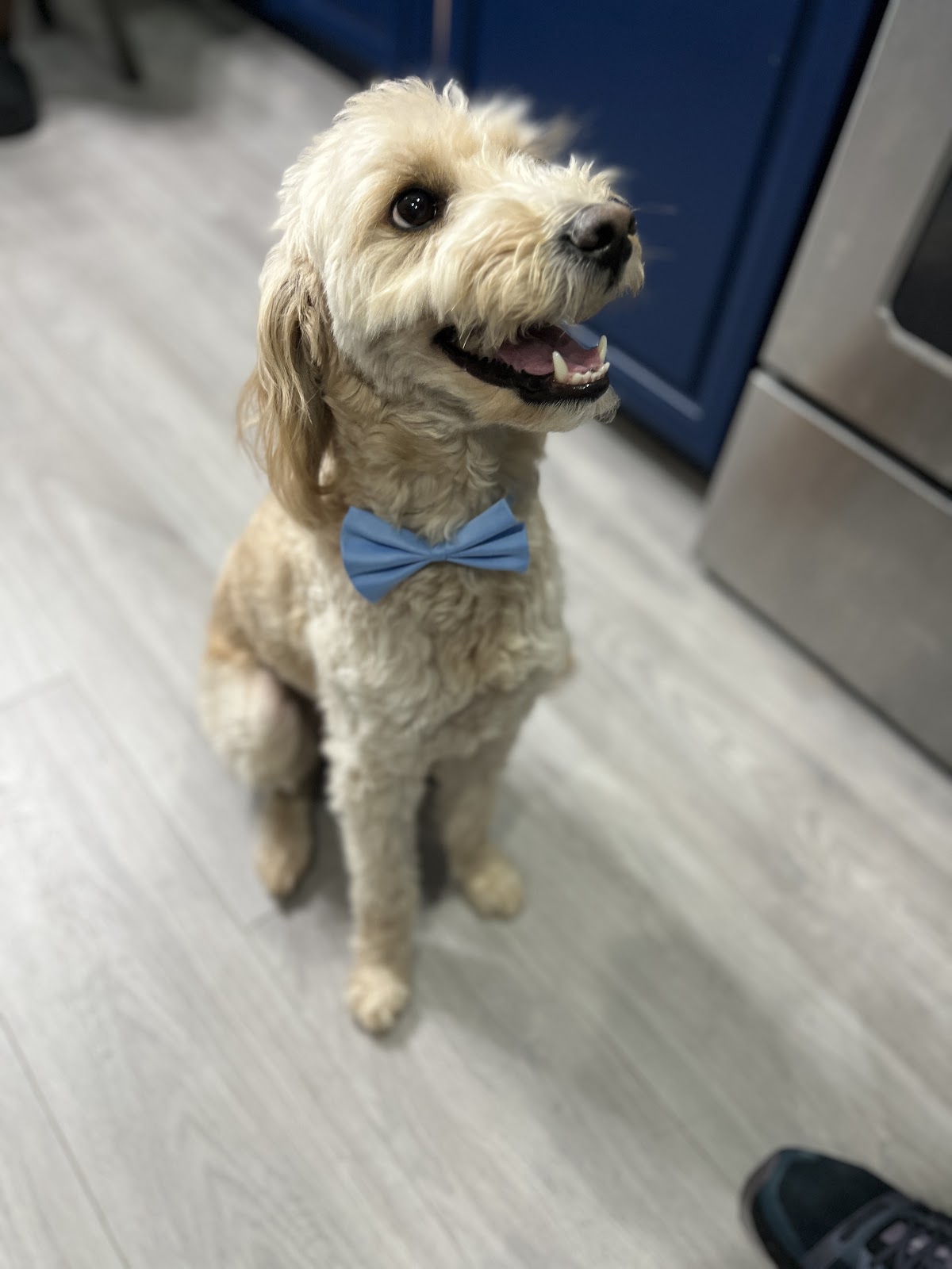 Dog Scooper Squad - Photo 2