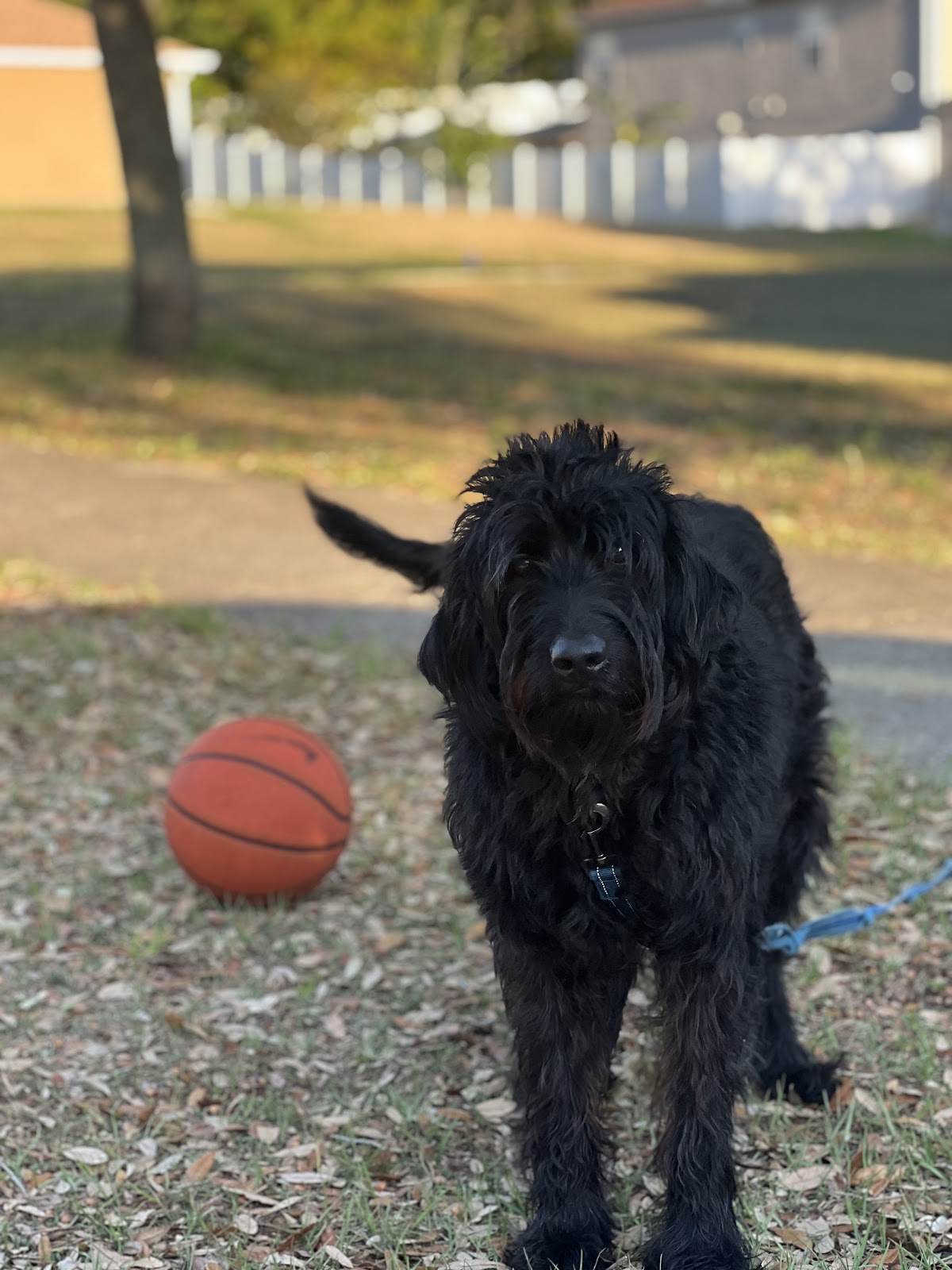 Dog Scooper Squad - Photo 3