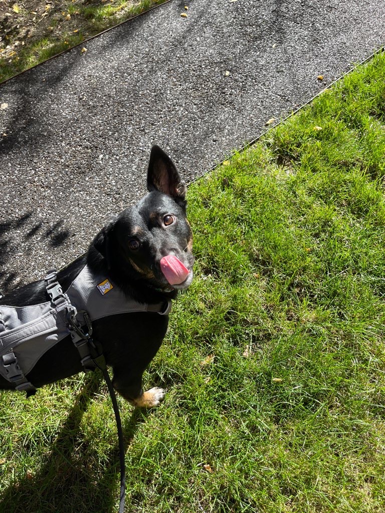 THUMPING TAILS LLC - Photo 2