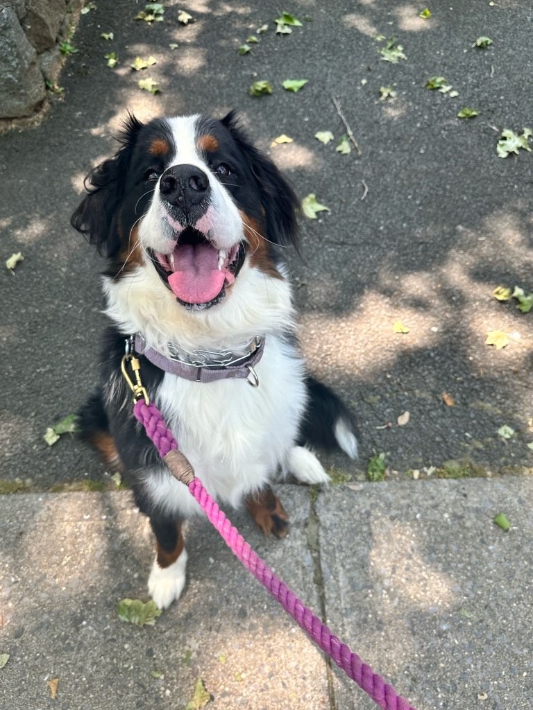 THUMPING TAILS LLC - Photo 3