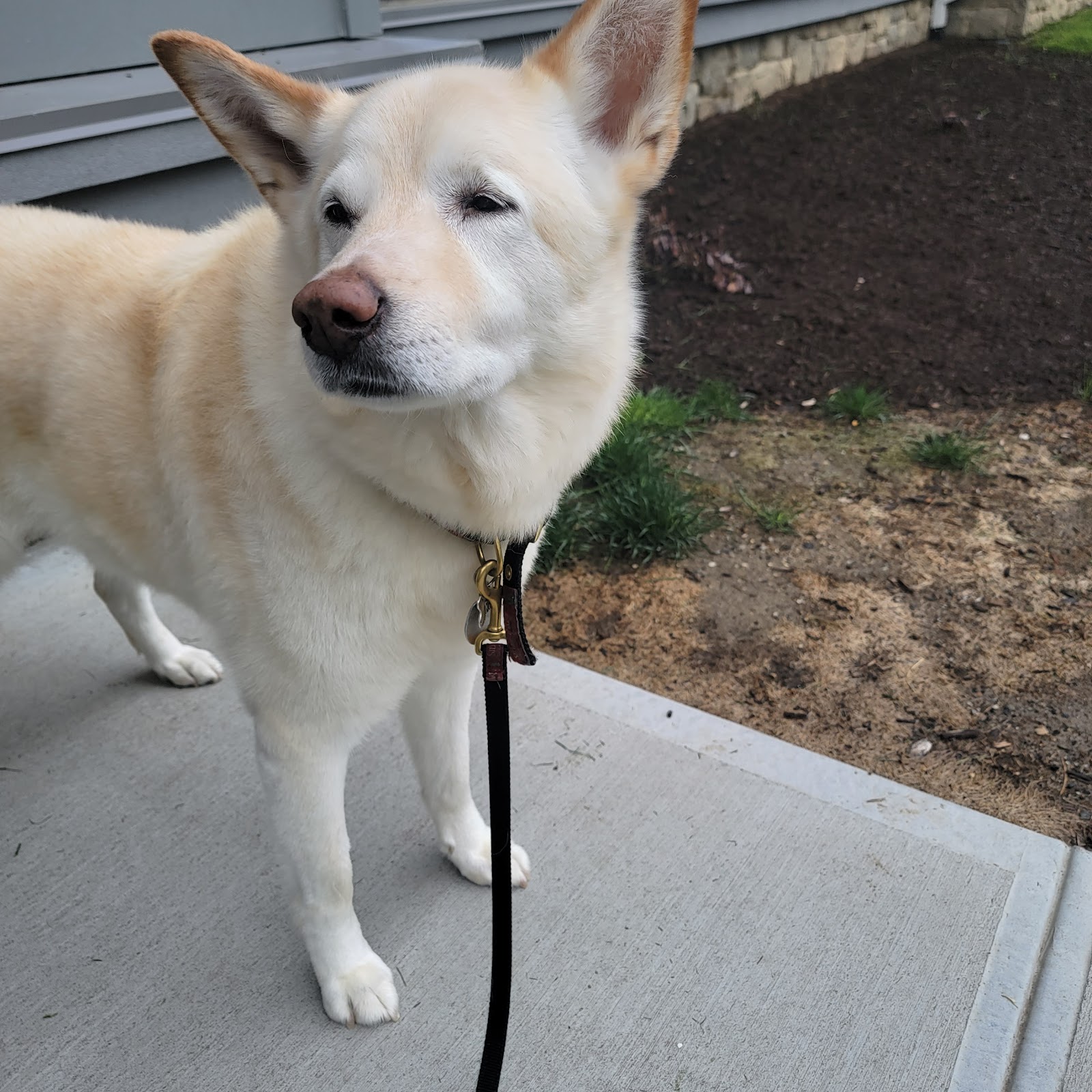 THUMPING TAILS LLC - Photo 4