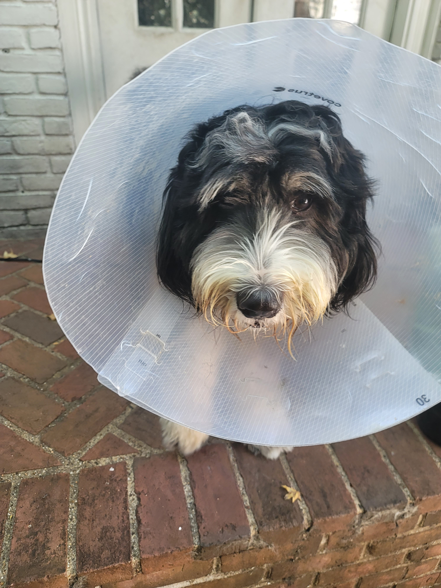 Poopie Patrol - Photo 4