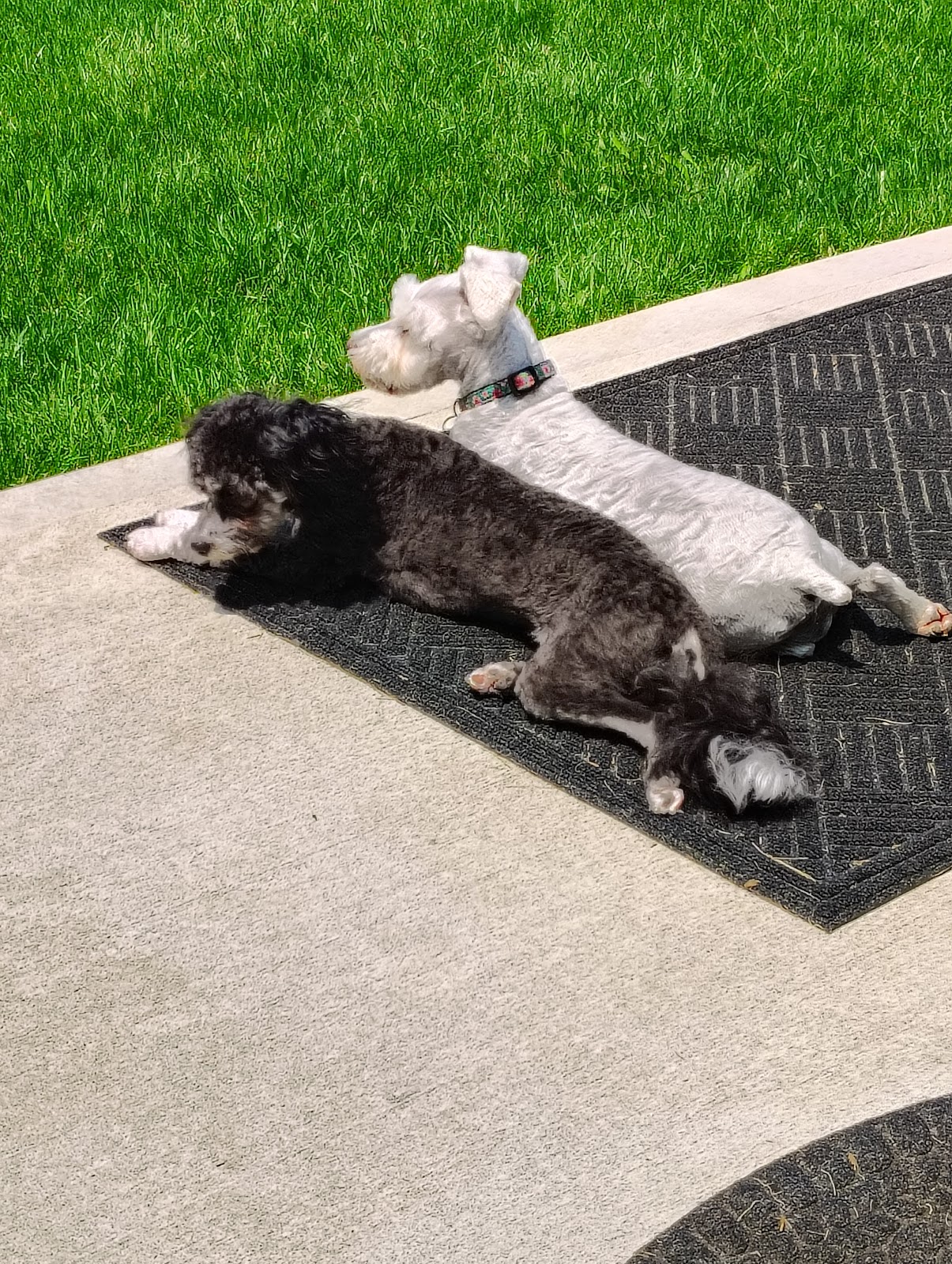 Poo Scoopin Troops - Photo 2