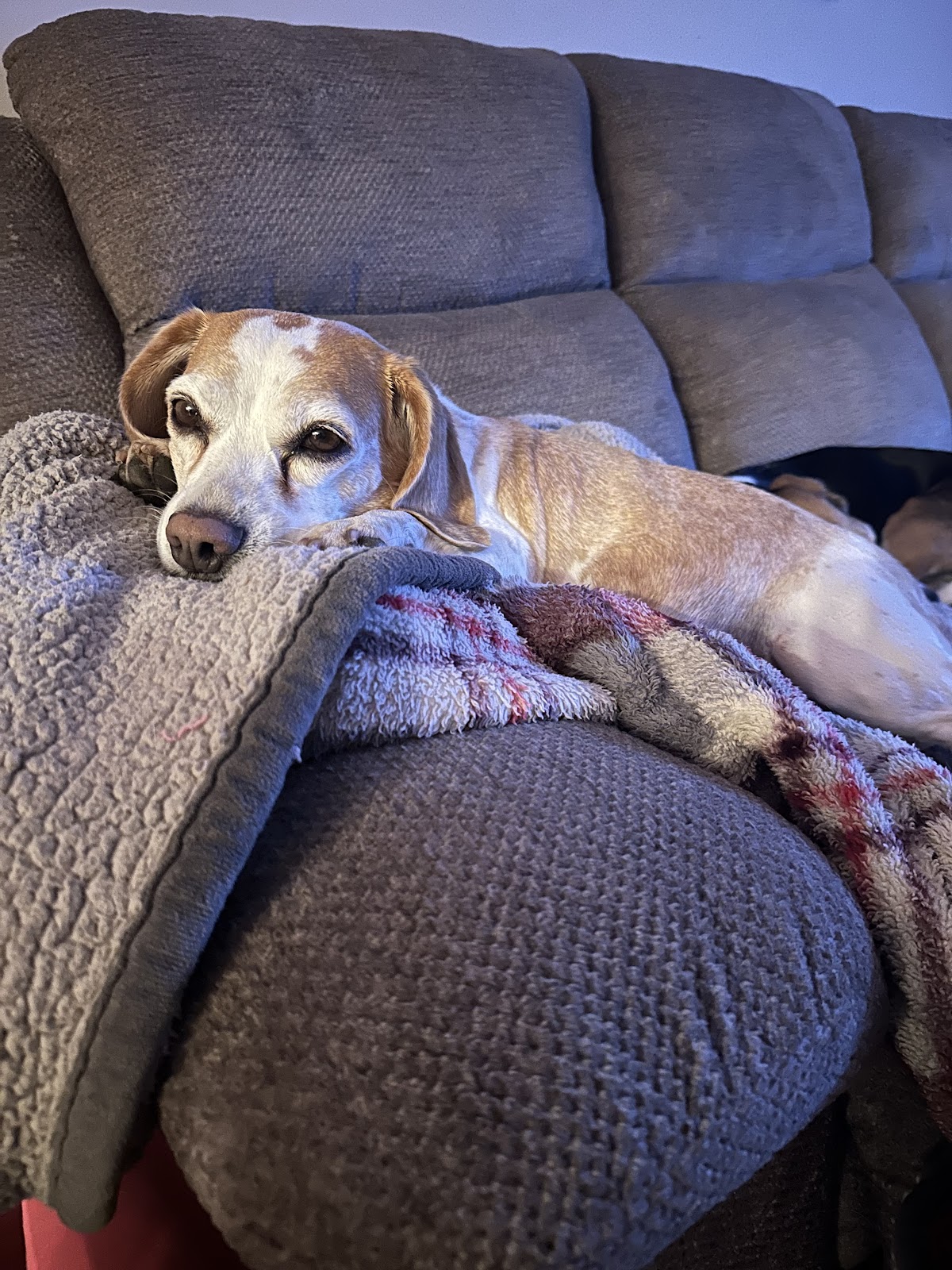 Poo Scoopin Troops - Photo 4