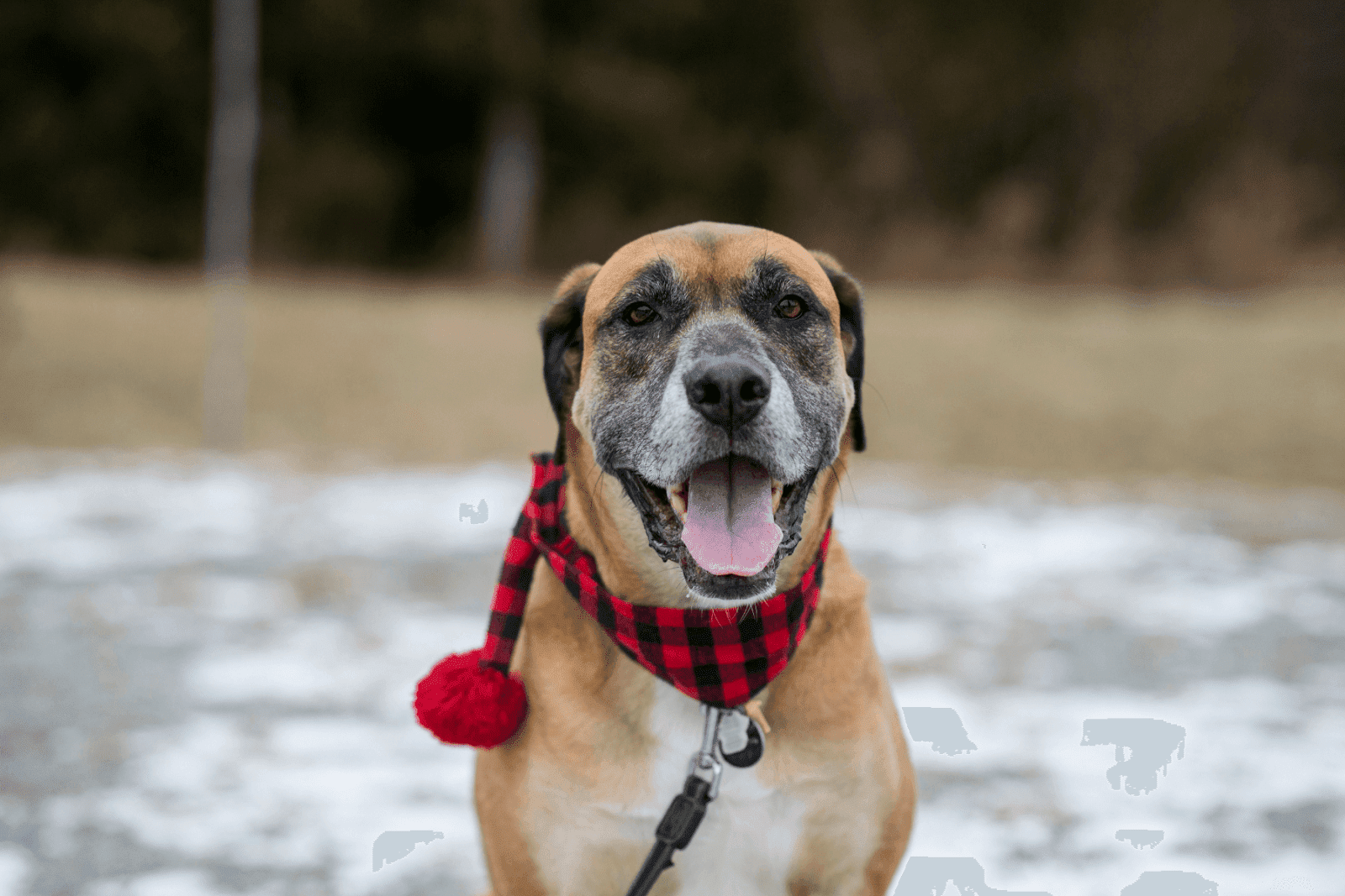 Idaho Poop Scoop Inc - Photo 4