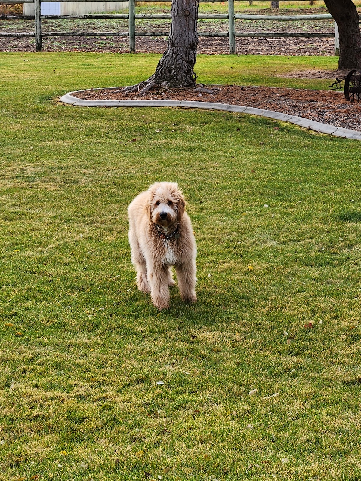 Dog PooPros Pet Waste Removal - Photo 4