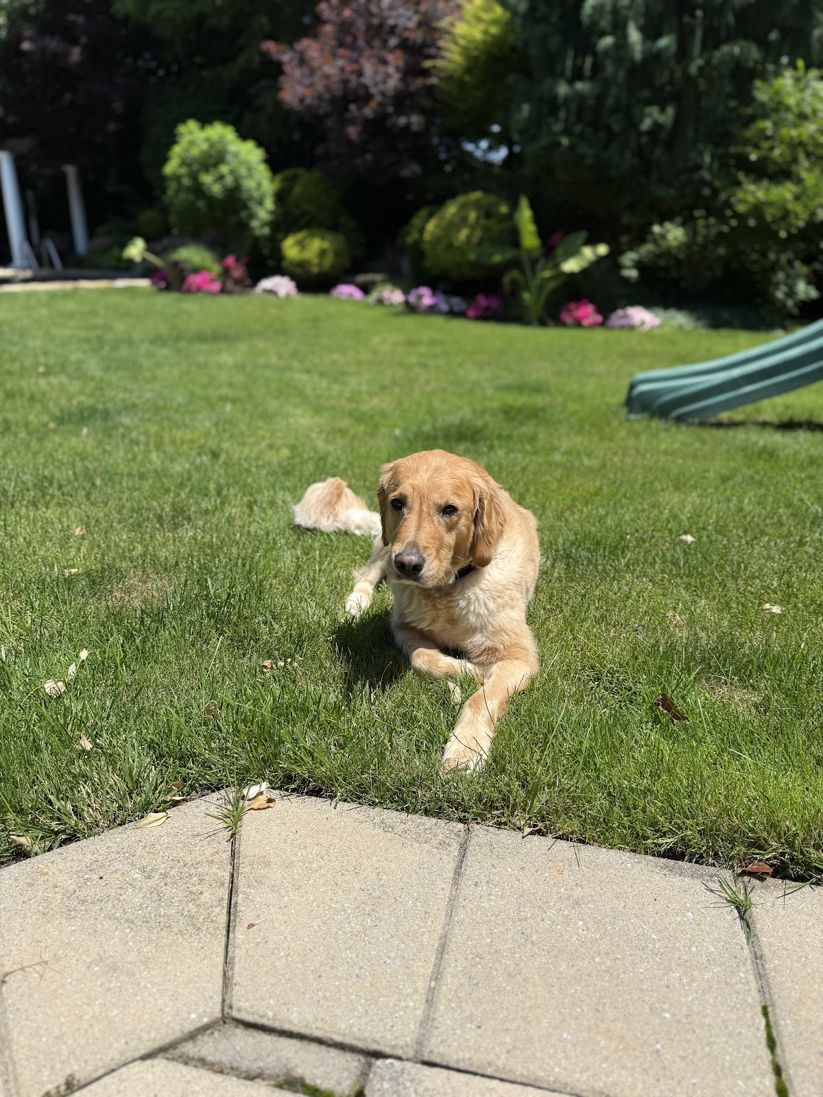 DoggyDoo CleanUp Pet Waste Removal - Photo 4