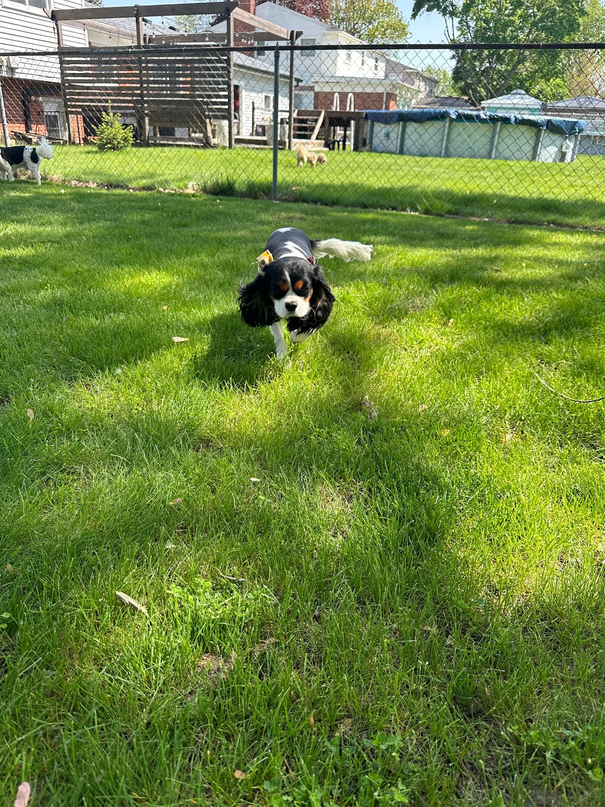 Dog Waste Specialist LLC