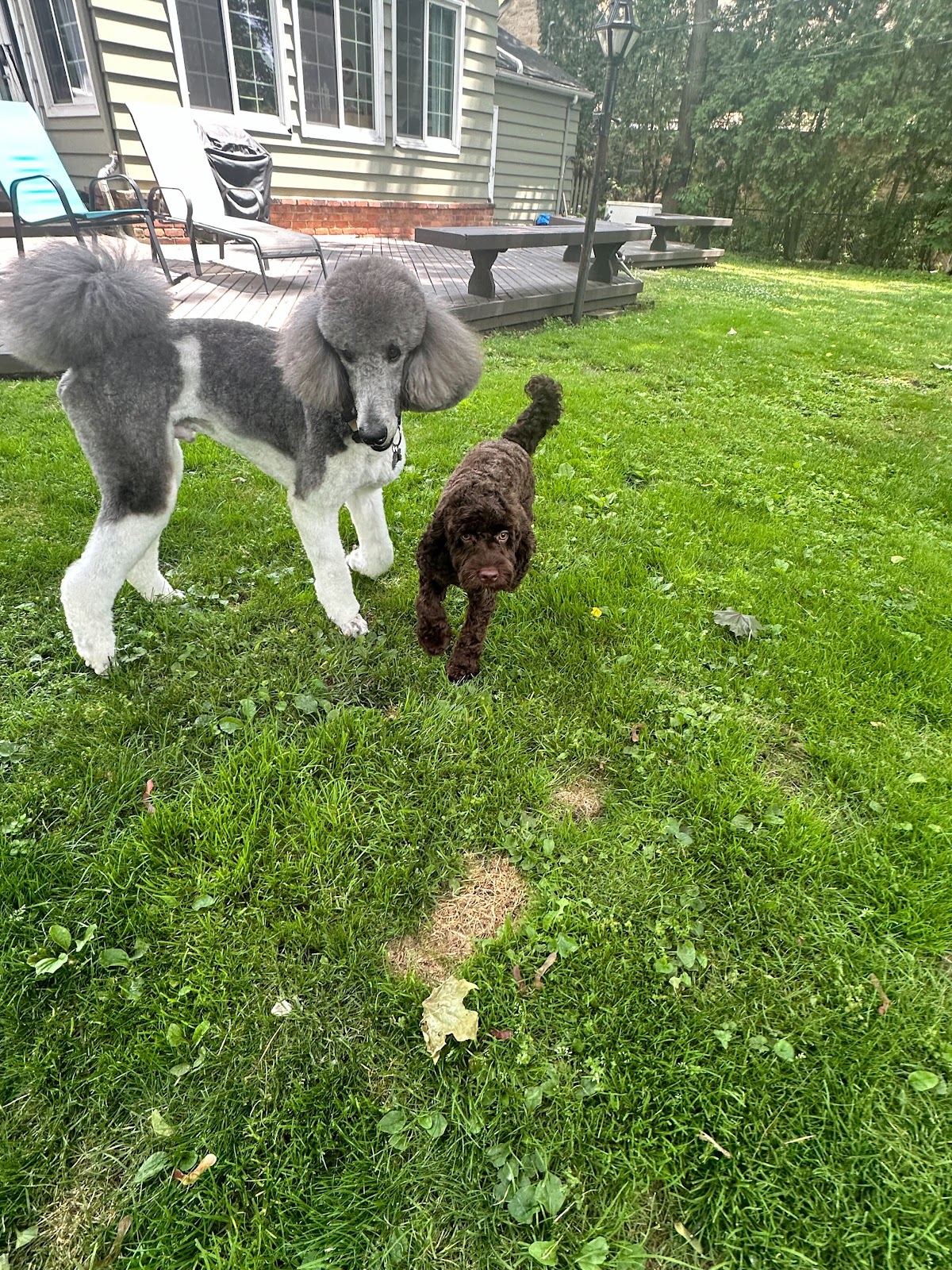 Dog Waste Specialist LLC - Photo 3