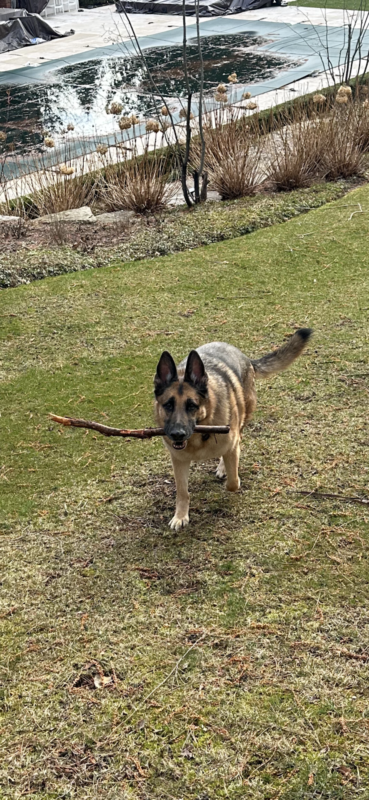 Dog Waste Specialist LLC - Photo 4