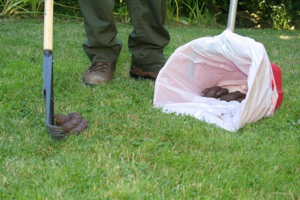 NLC Scoops - Dog Waste Removal Service - Photo 4