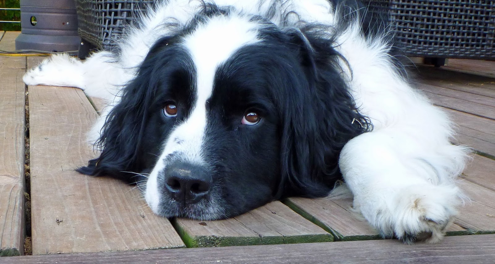 ON DOODY Pet Waste Removal Service, LLC