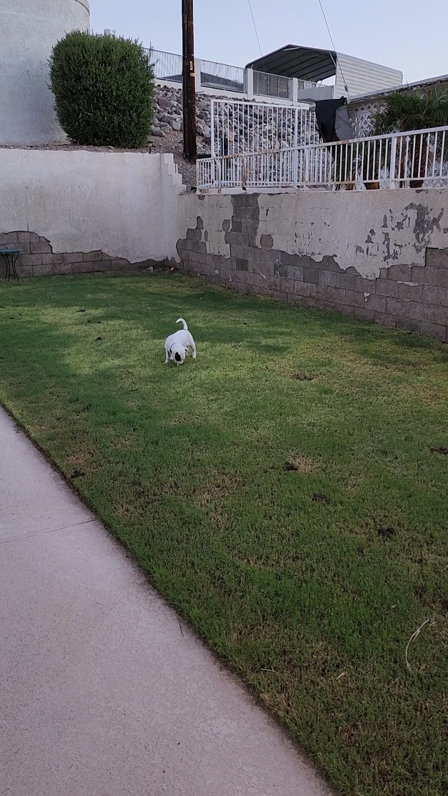 HavaScoopers | Lake Havasu Poop Scoop Service - Photo 2