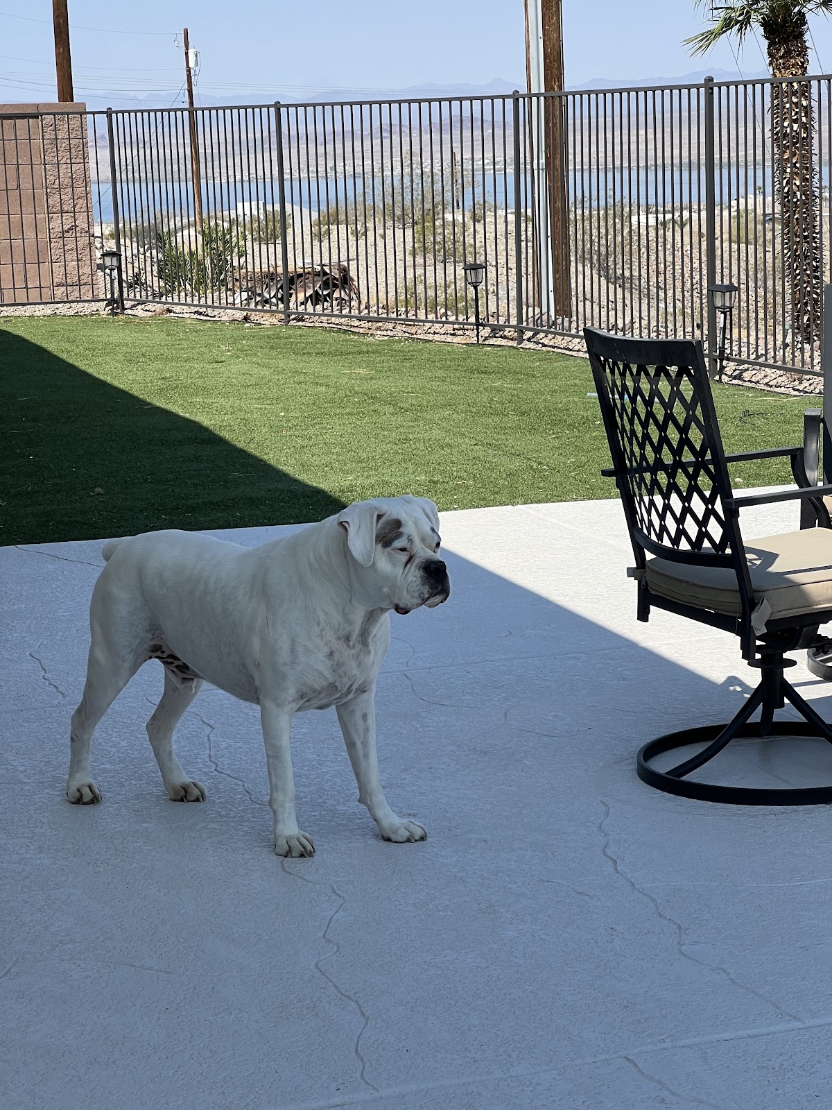 HavaScoopers | Lake Havasu Poop Scoop Service - Photo 3