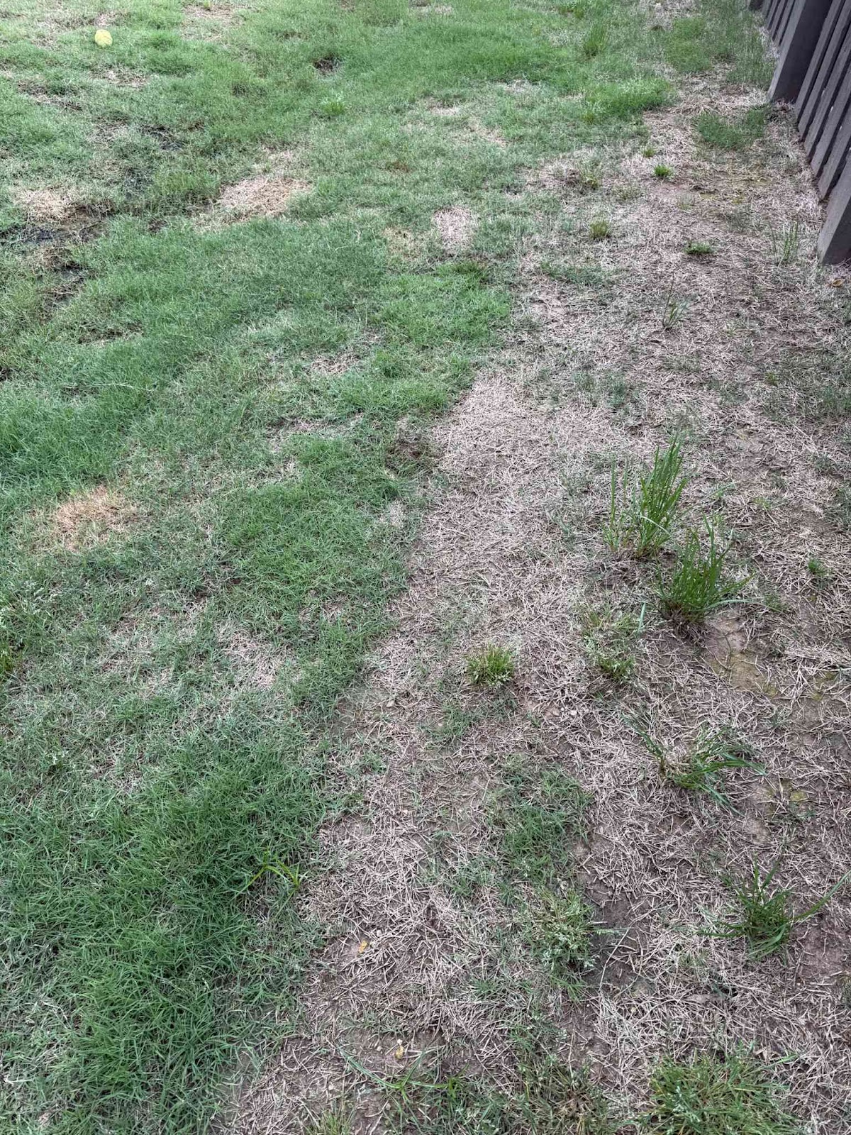 Scoop Daddy - Photo 2