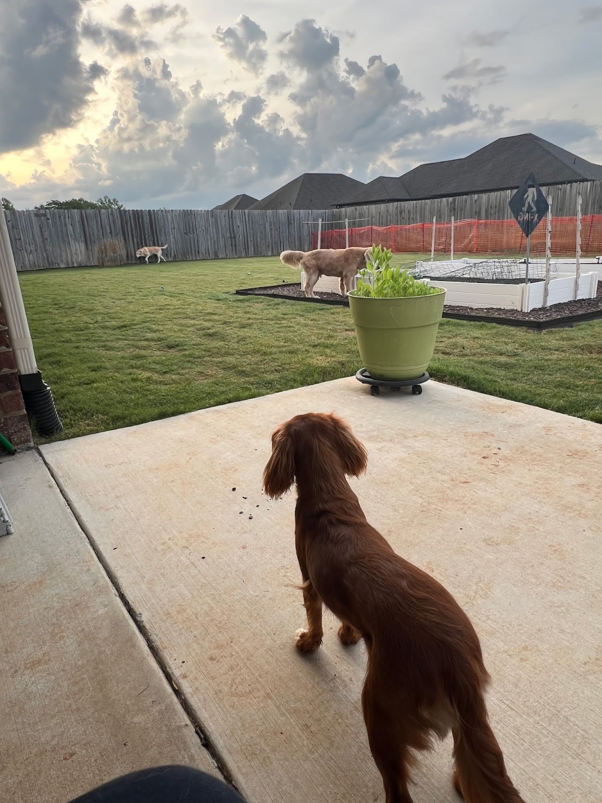 Scoop Daddy - Photo 4