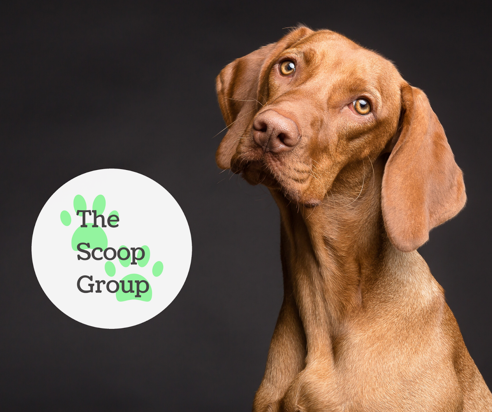 The Scoop Group - Photo 2