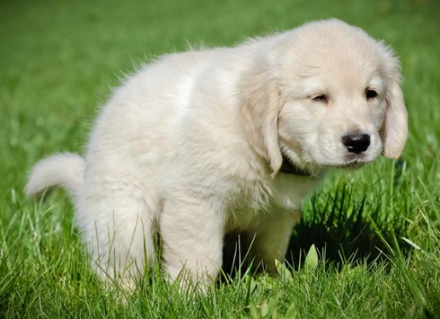 USA Poop Scoop - Photo 4