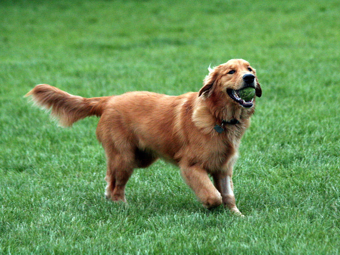 Pet Waste Pros - Photo 2