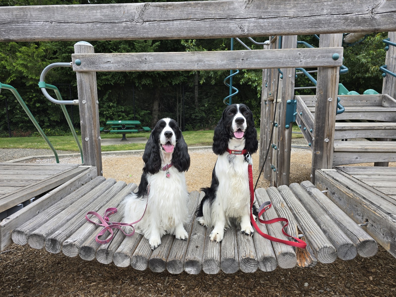 OhDoody Dog Waste Removal - Photo 2