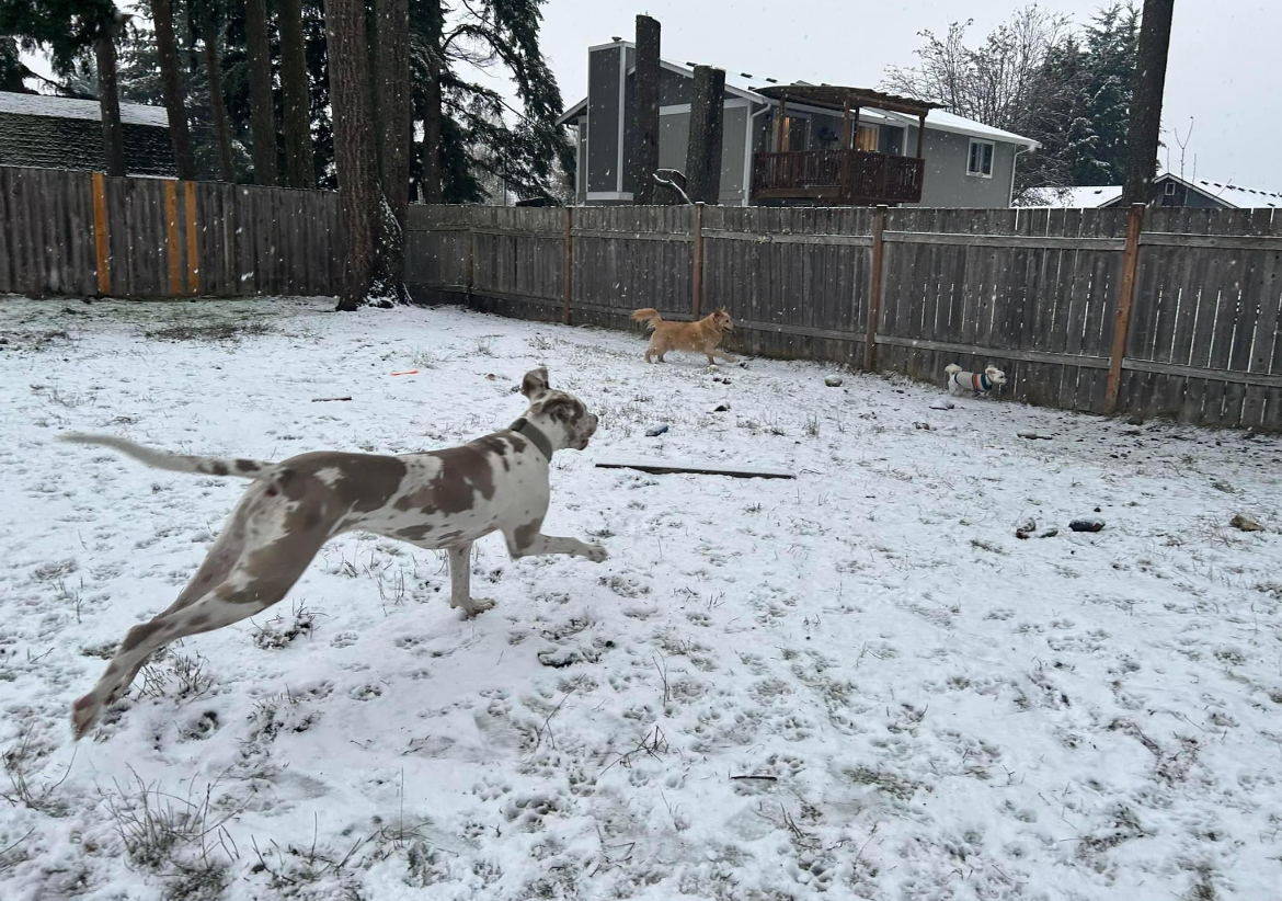 OhDoody Dog Waste Removal - Photo 3