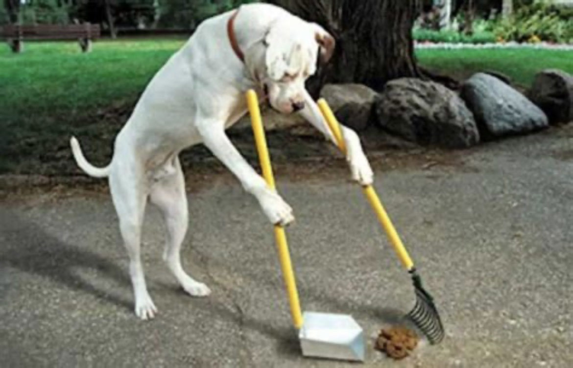 South Shore Dog Waste Removal - Photo 3