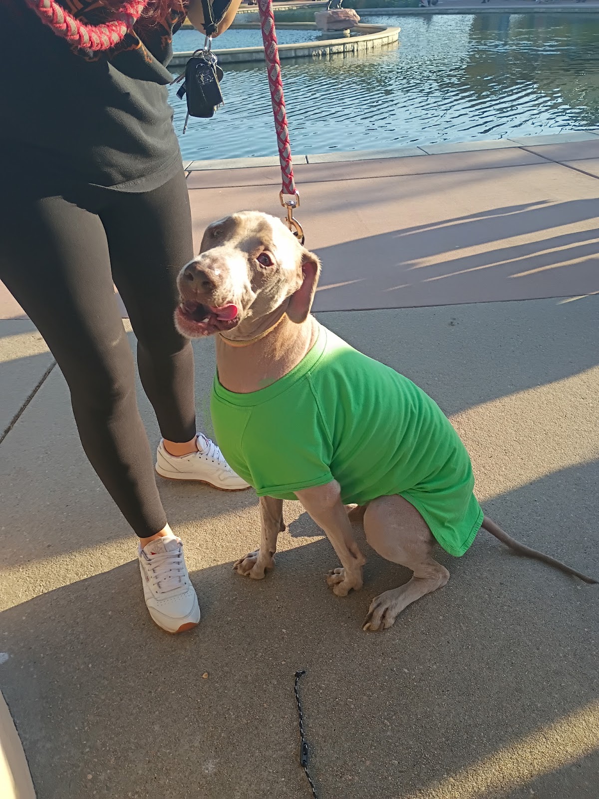 Scoopie Doo's-Pet Waste Removal