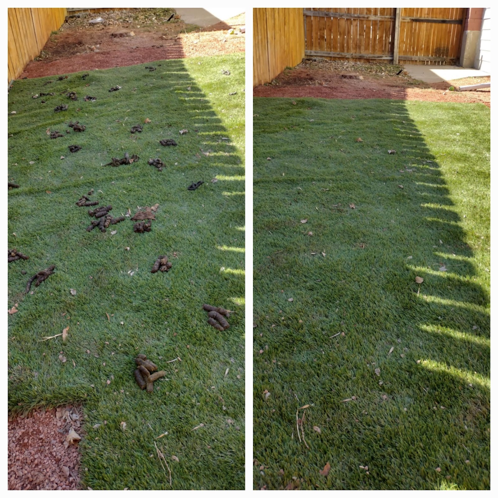 Scoopie Doo's-Pet Waste Removal - Photo 2