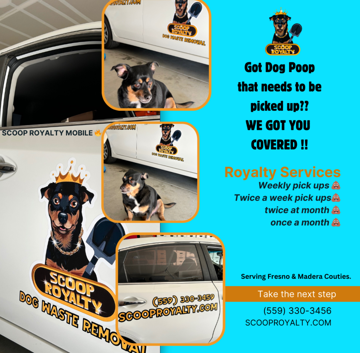 Scoop Royalty - Photo 3