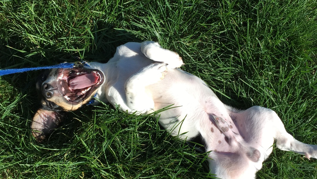 Super Scoopers Pet Waste Removal of WNY