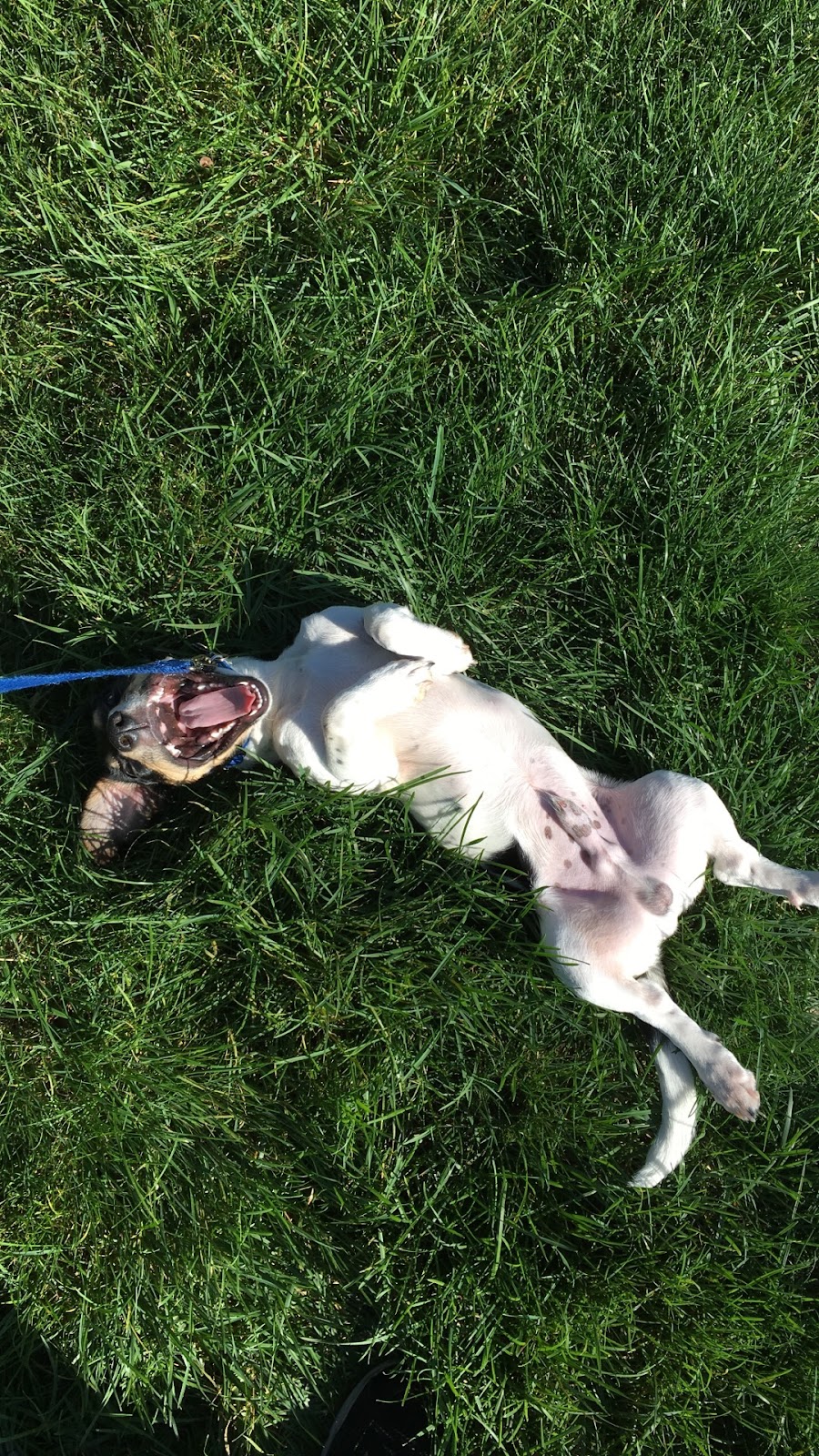 Super Scoopers Pet Waste Removal of WNY - Photo 2