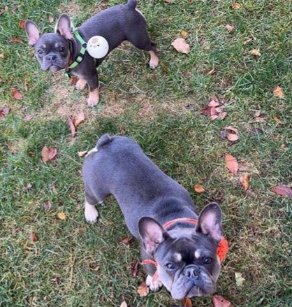 Lehigh Valley Scoopers - Photo 2