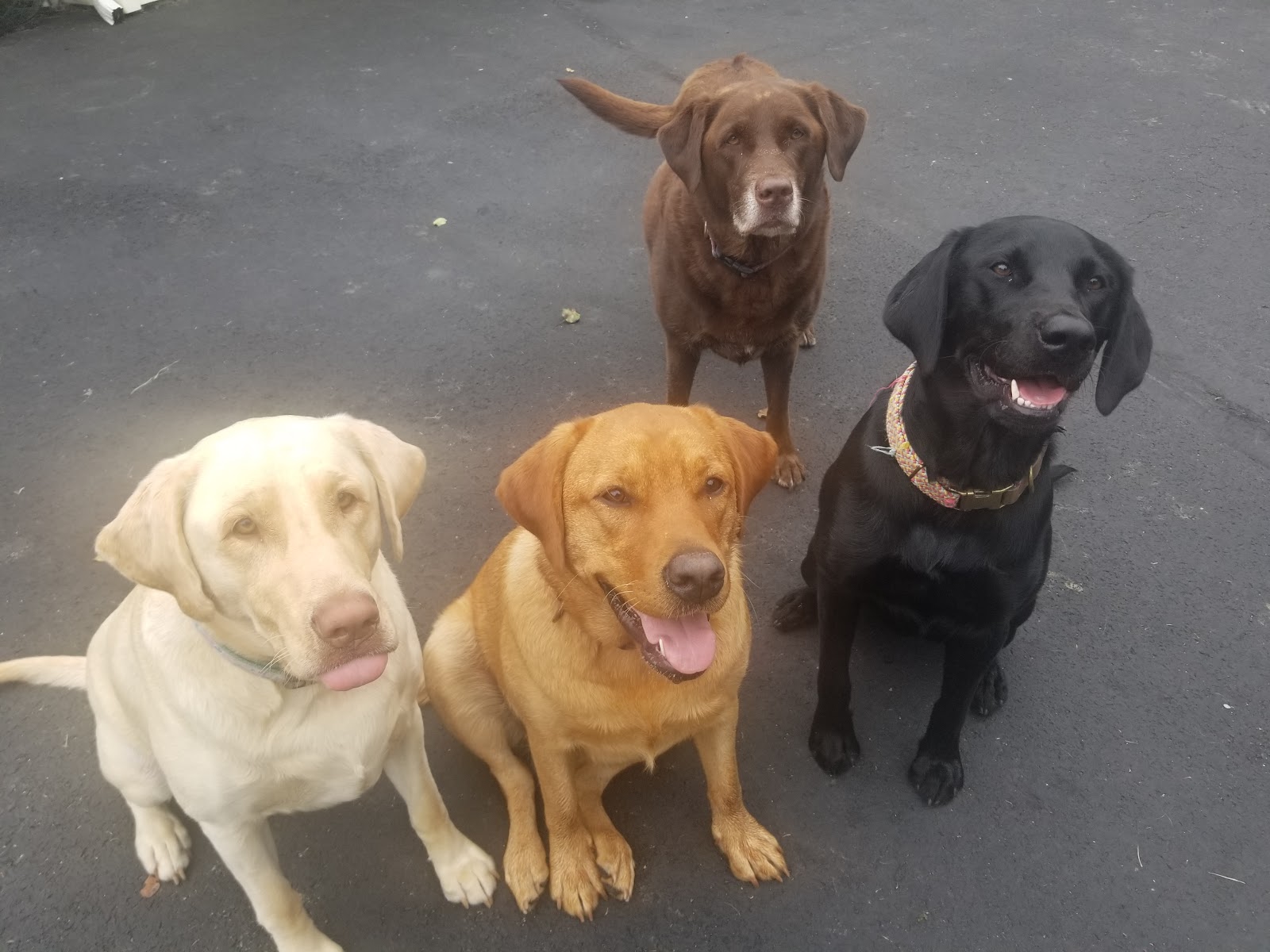 Lehigh Valley Scoopers - Photo 4