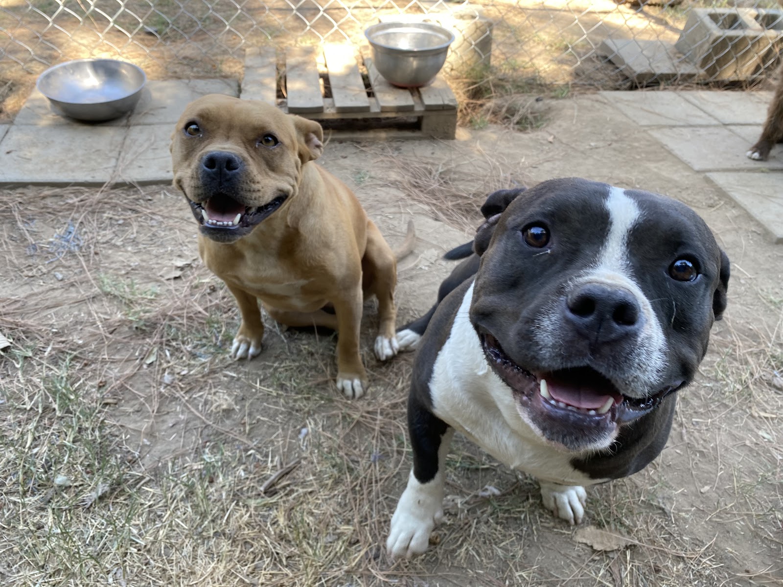 The Poop Fairies - Photo 4