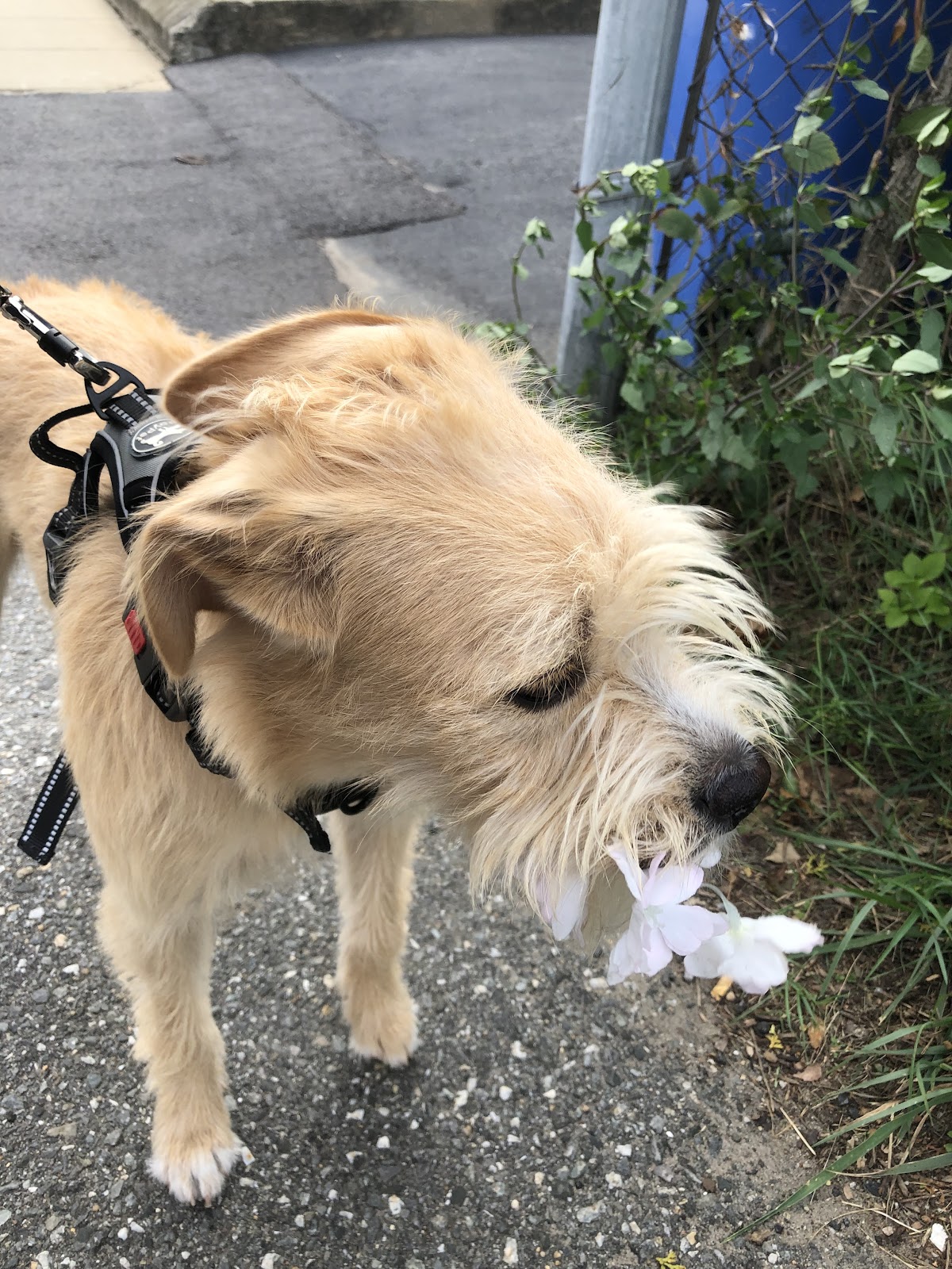 Above & Beyond Pet Services - Photo 2