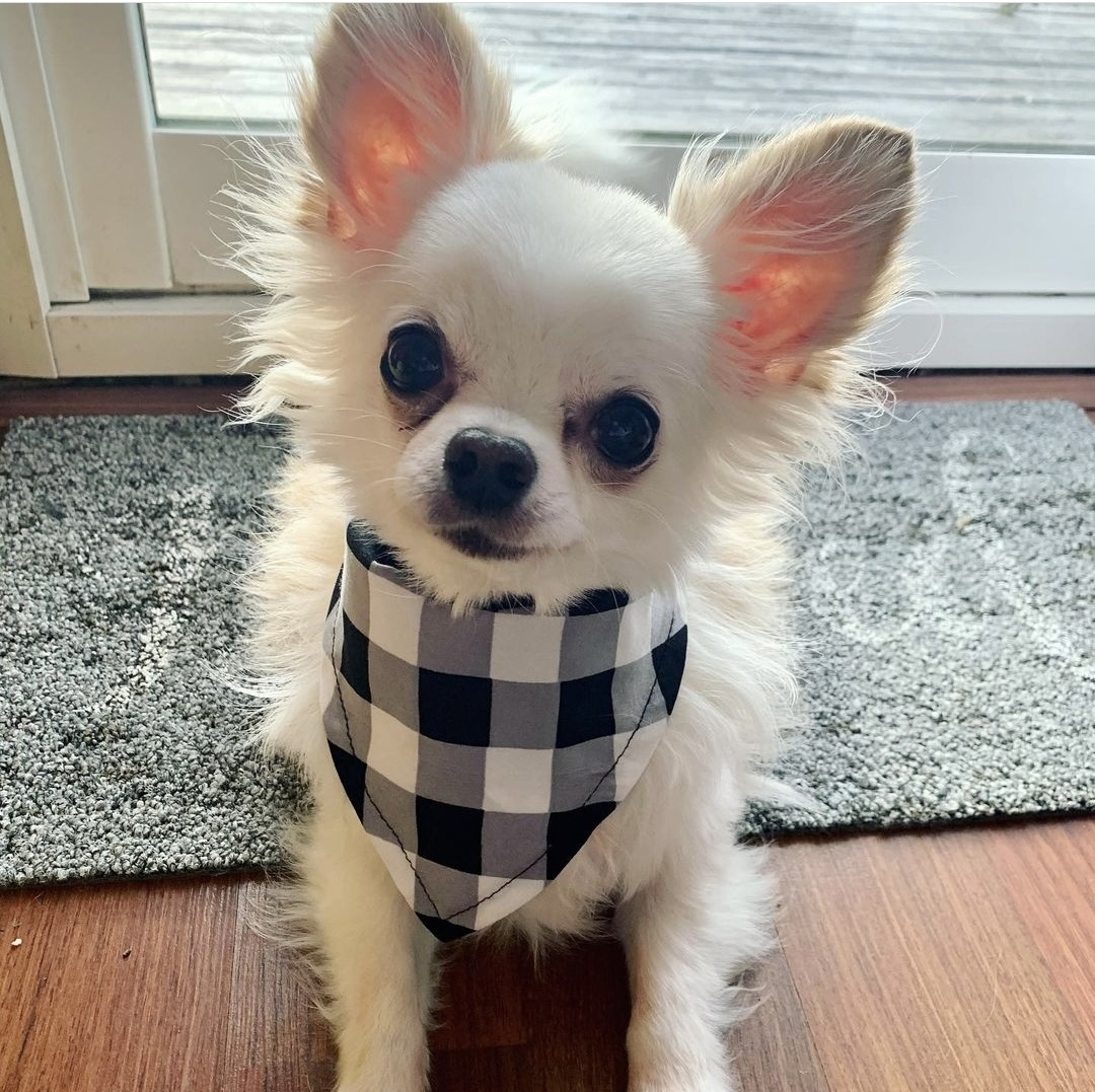 Dog Waste Professionals LLC