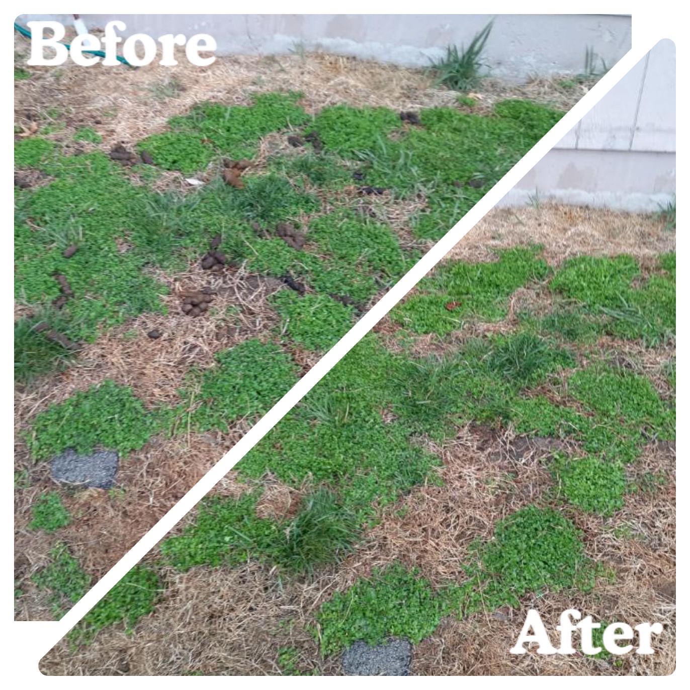 Dog Waste Professionals LLC - Photo 2