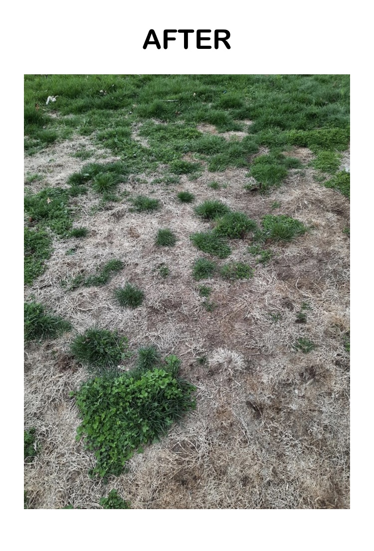 Dog Waste Professionals LLC - Photo 4