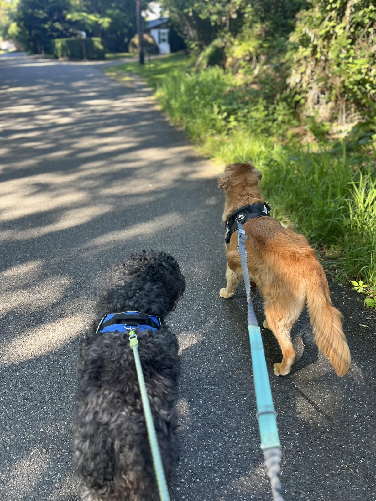 Scoop the Poop - Photo 3