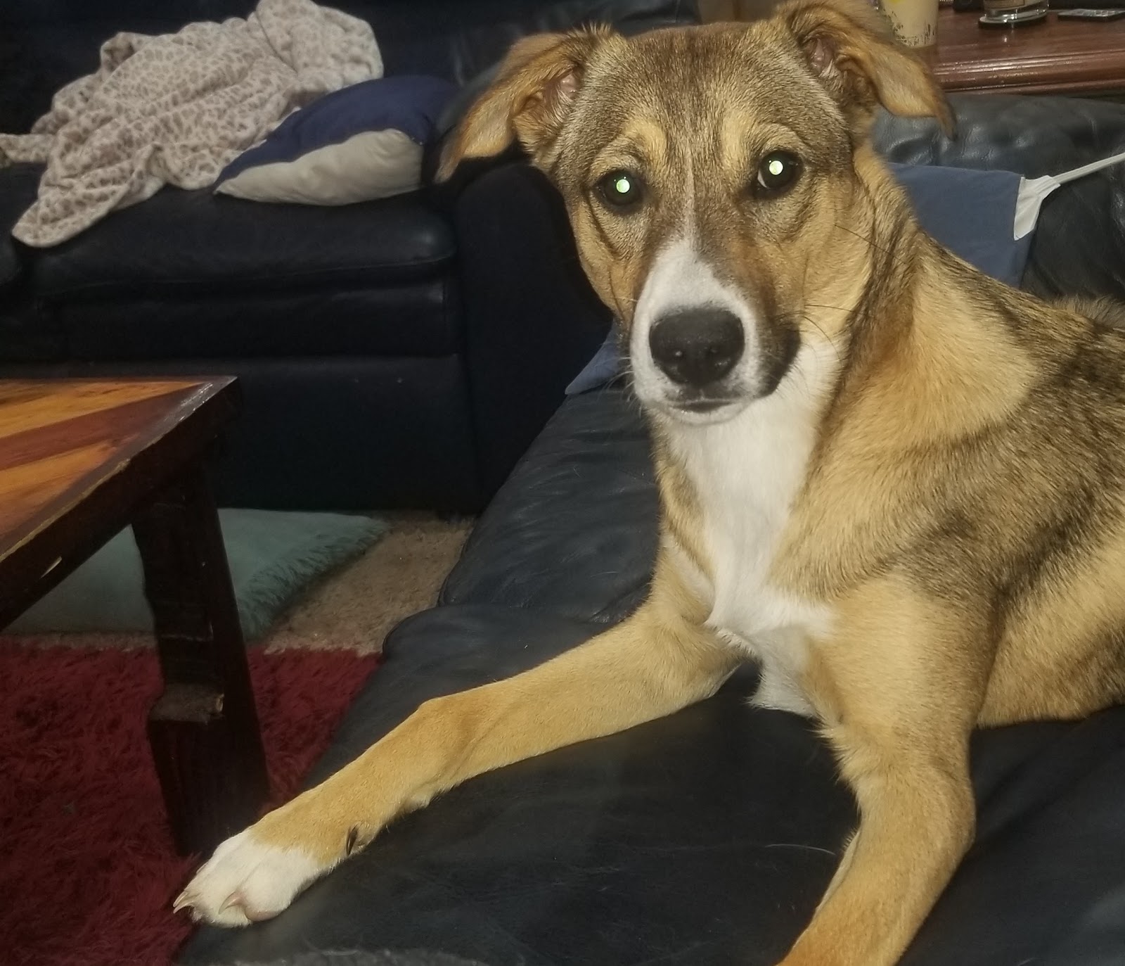 Swift Scoop (Pet Waste Removal)