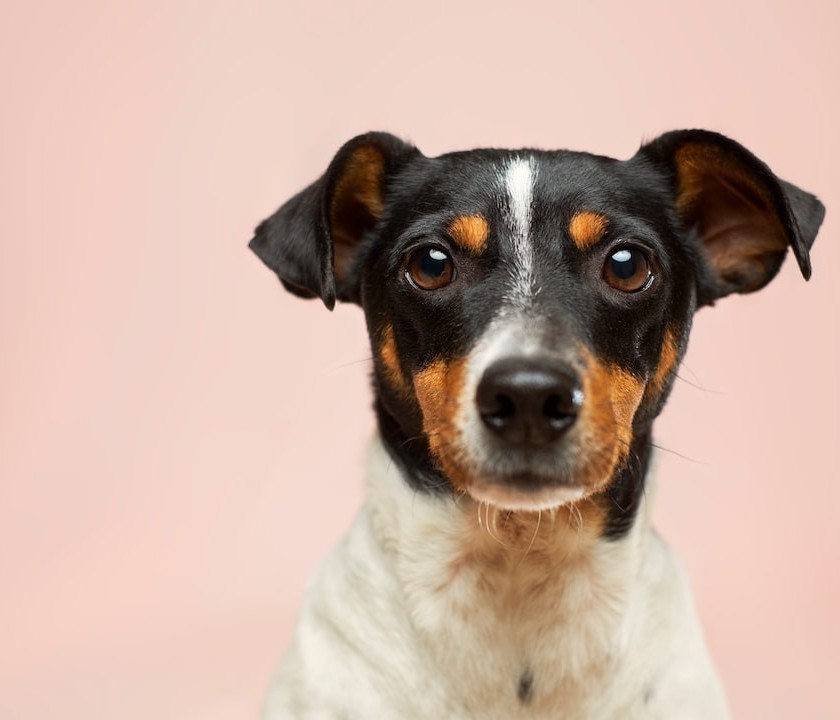 Enchanted Paws Pet Waste Removal