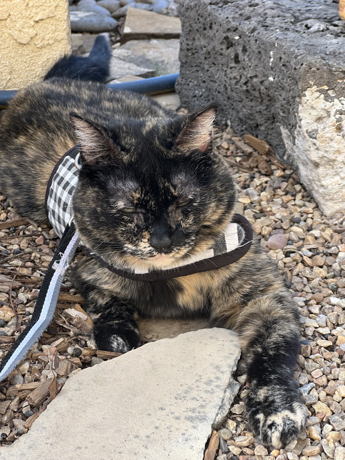 Enchanted Paws Pet Waste Removal - Photo 2